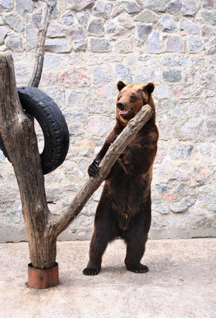 A bear in the zoo standing on its hind legs near a tree.の写真素材