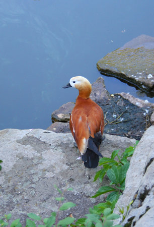 Wild duck on the rocks near the water.の写真素材