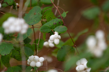 White berries on a branch of a bush with green leaves in the forestの写真素材