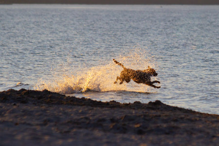 Dog running in the water on the beach at sunset. Shallow depth of fieldの写真素材