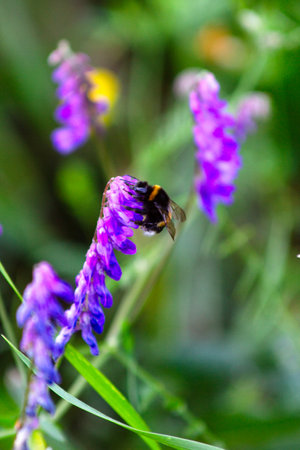 Bumblebee collecting pollen from a purple flower in a meadow