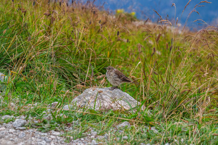 Sparrow sitting on a rock in a meadow in autumn
