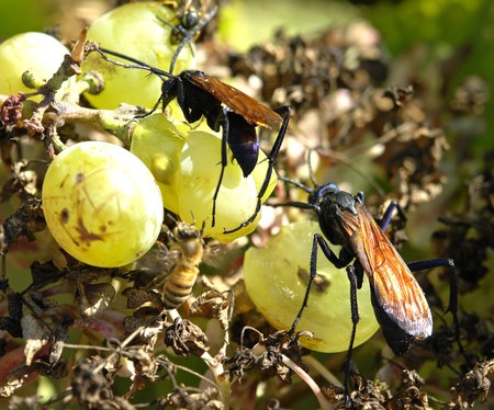Two insect Araiopogon Gayi, family Diptera Aslidae. Feeding grape..の写真素材