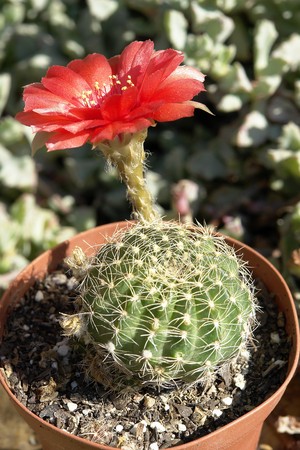 Cactus family Hylocereinae, Reutias species, red flower.