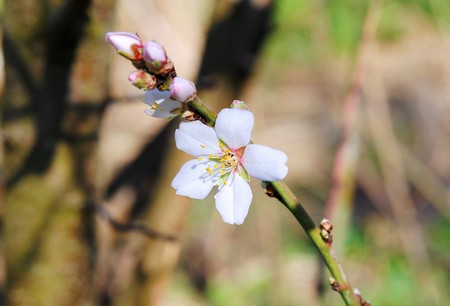 Almond tree Reddish target flower, season about the end of winter, white petals adorn the tree.の写真素材