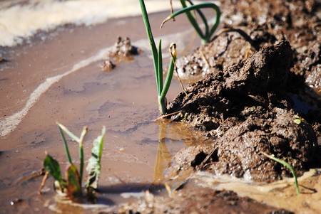 Plant of onion at the land in your state of nature and with water of irrigation.の写真素材