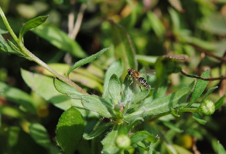 Insect rare fly's sort of field, rural sector. Lodging house in green sheets