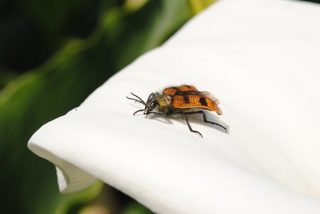 Invertebrate insect, coleopteron in white sheet, the flower soaks color whiteの写真素材