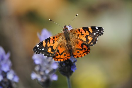 Beautiful colors common Butterfly