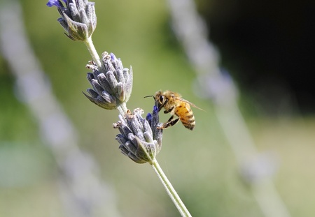 Lavender flower bee Common