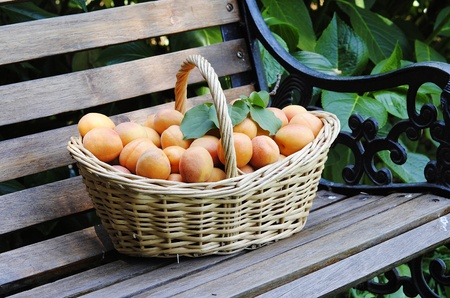The basket fills of fruit ripe plantains, loud and picturesque coloring with damask.の写真素材