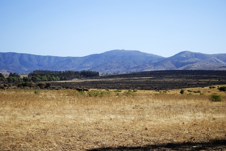 Slopes landscape for cattle, burned grass, to fund the hillsの写真素材