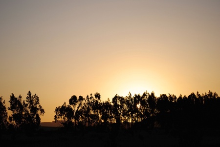 Sunset, sunset in a rural area, silhouette of eucalyptus.の写真素材