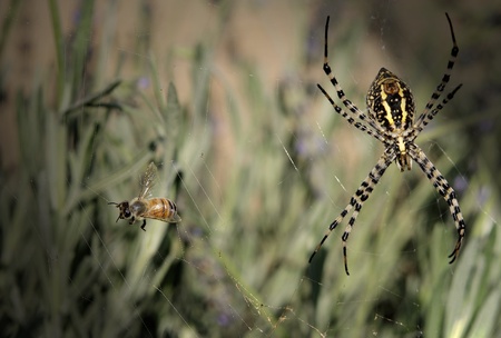Hunting spider in his cloth, insect of black color and yellow, especial variety of big size.の写真素材