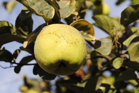 Fruit, quince in the tree