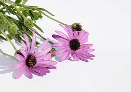 Flowers with white bottomの写真素材