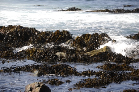 Landscape of sea, sky, big rocks, and algae