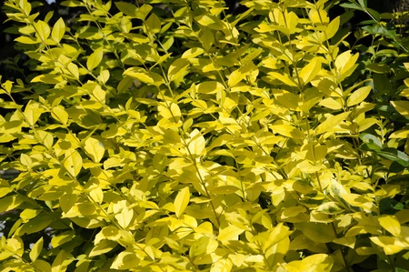 yellow leaves