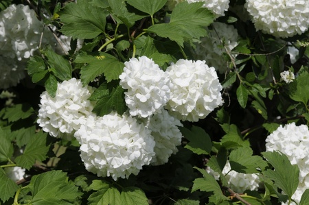The flowers are white, green background.