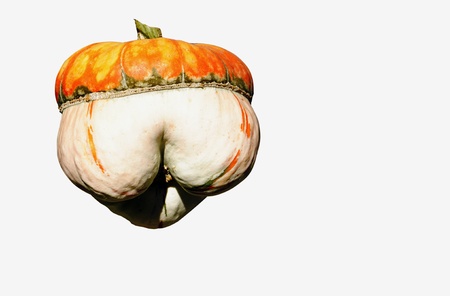 Pumpkin exotic forms, white backgroundの写真素材