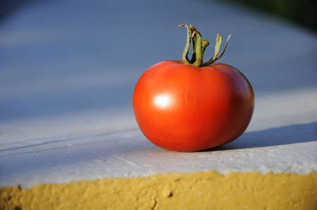 lone red tomatoの写真素材
