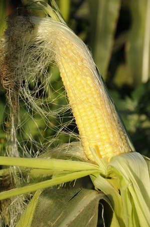 Plant maize, yellow corn teeth の写真素材