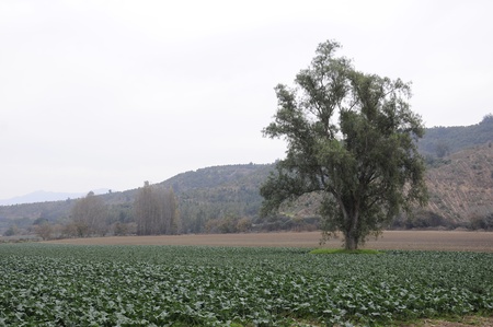 Field countryside amid lonely tree planting Cloudy Day