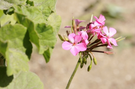 Flower, Pink Cardinalの写真素材