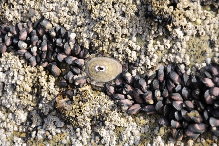 Patella vulgata   is a marine mollusc, bivalve that lives in the intertidal zone of the coast