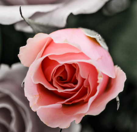 Pink rose against black and white backgroundの写真素材