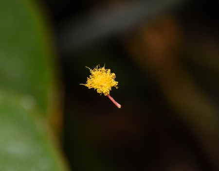 Tiny yellow flower in spider web