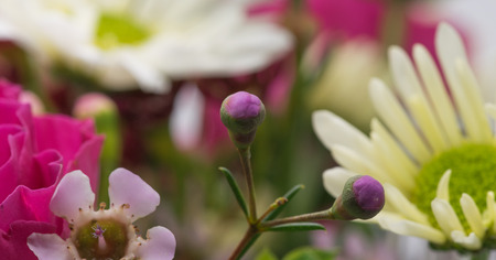 Tiny purple flowerの写真素材