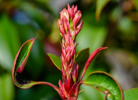 Macro of growing plant flowerの写真素材