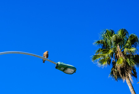 Hawk watches for food and walkersの写真素材