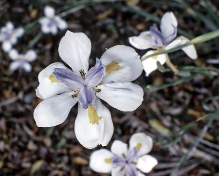 Spring wildflower with black and white filterの写真素材