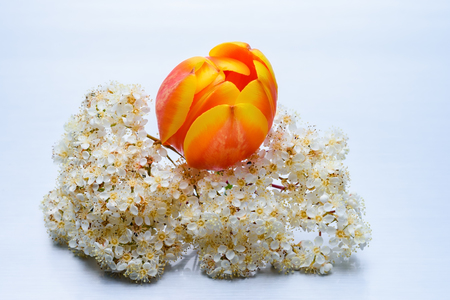 Orange tulip on top of small white flowersの写真素材