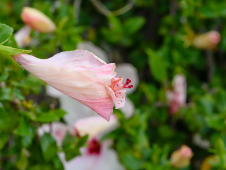 Side view of blooming flowerの写真素材