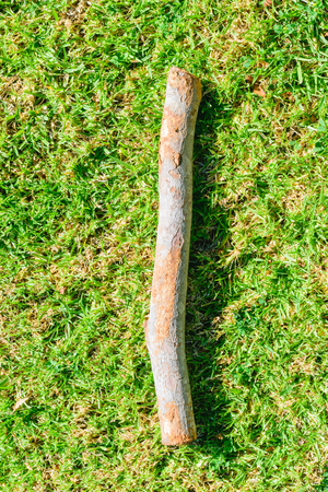 Branch in the grassの写真素材