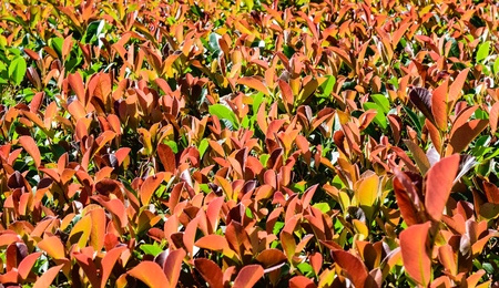 Photinia hedge for background or textureの写真素材
