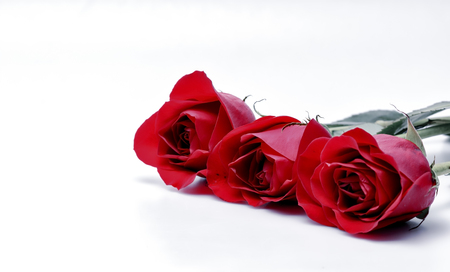 Three red roses in a rowの写真素材