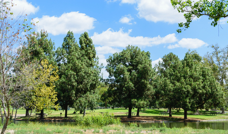 Pine trees with blue sky and white cloudsの写真素材