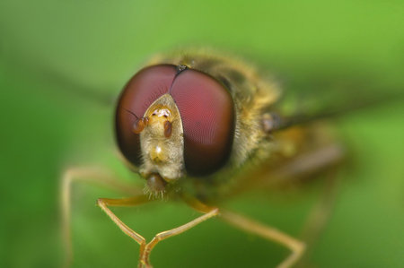 hoverflyの写真素材