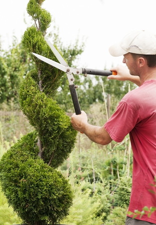 Pruning Plants Close Up. Professional Gardener Pruning conifers