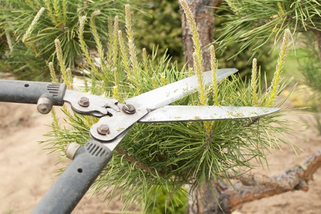 Pruning Plants Close Up. Professional Gardener Pruning conifersの写真素材
