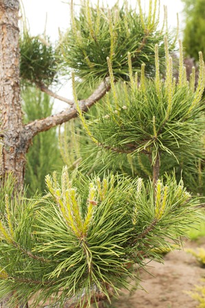 Pruning Plants Close Up. Professional Gardener Pruning conifersの写真素材