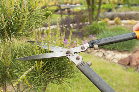 Pruning Plants Close Up. Professional Gardener Pruning conifersの写真素材