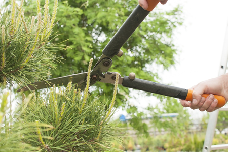 Pruning Plants Close Up. Professional Gardener Pruning conifersの写真素材