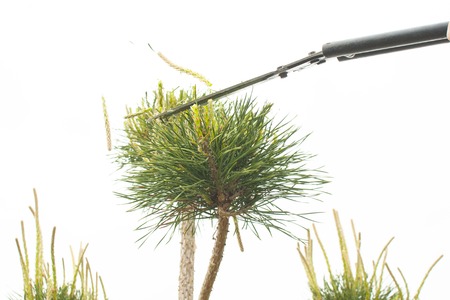Pruning Plants Close Up. Professional Gardener Pruning conifers