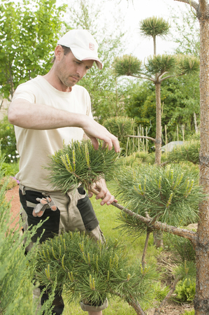 Pruning Plants Close Up. Professional Gardener Pruning conifersの写真素材