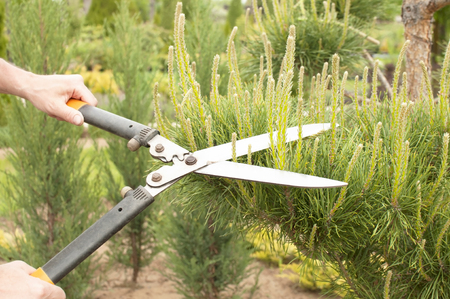 Pruning Plants Close Up. Professional Gardener Pruning conifersの写真素材